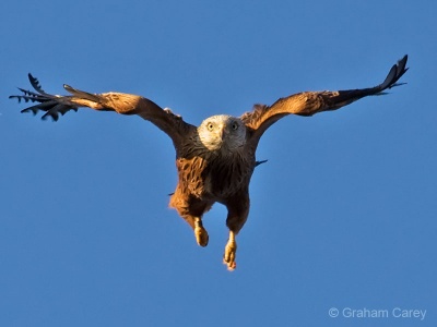 Red Kite (Milvus milvus) Graham Carey